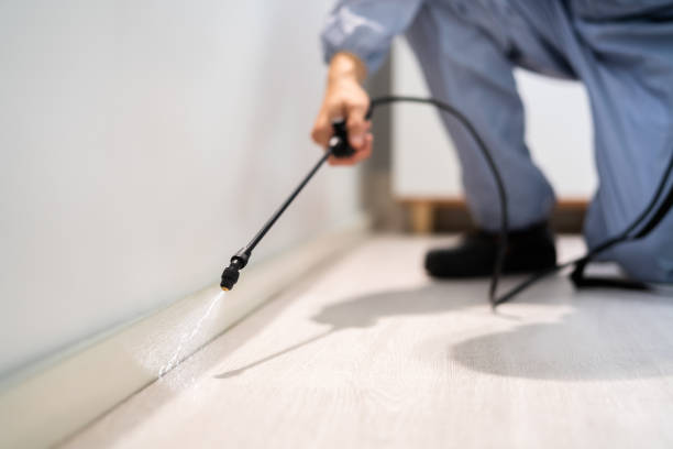 Best Flea Control Services  in Welsh, LA