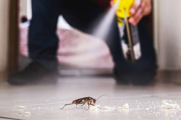 Best Affordable Pest Control Services  in Welsh, LA